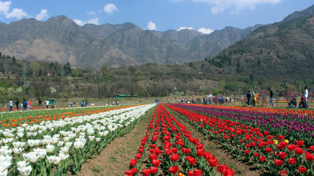 Kashmir Gallery